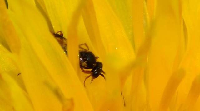 Dandelion with Sawfly....thanks to Rockwolf for ID