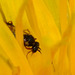 Dandelion with Sawfly....thanks to Rockwolf for ID