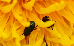 Dandelion with Pollen Beetles