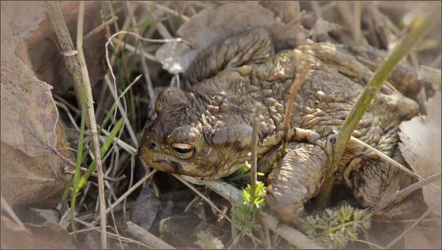 Crapaud