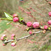 Flowering almond --