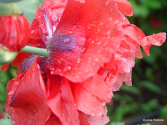 Raindrops on poppy