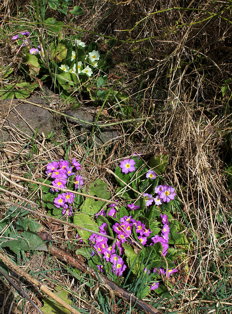 Primevères à l'abandon