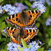 Small Tortoiseshells