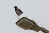 20140307 0658VRAw [TR] Nebelkrähe (Corvus cornix), Manavgat