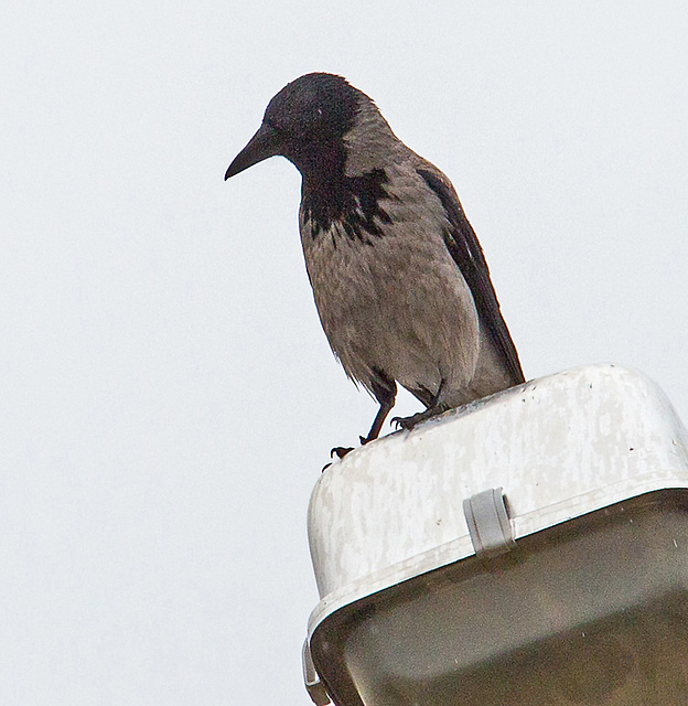 20140307 0656VRAw [TR] Nebelkrähe (Corvus cornix), Manavgat