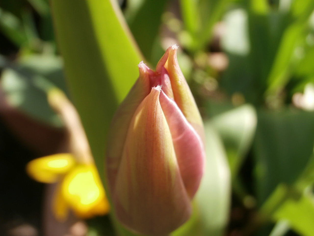 Delicate tulip starting to open up