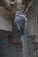 Blaunacken-Mausvogel (Wilhelma)