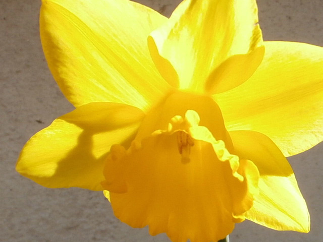 The gorgeous yellow of the daffodil