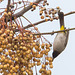 20140307 0647VRAw [TR] Paternosterbaum (Melia azedarach) [Zedrachbaum], Gelbsteissbülbül (Pynonotus xanthopygos), Manavgat