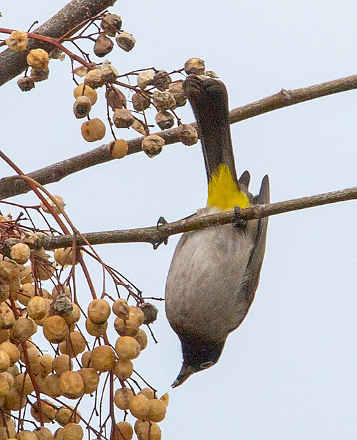 20140307 0646VRAw [TR] Paternosterbaum (Melia azedarach) [Zedrachbaum], Gelbsteissbülbül (Pynonotus xanthopygos), Manavgat