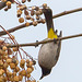 20140307 0646VRAw [TR] Paternosterbaum (Melia azedarach) [Zedrachbaum], Gelbsteissbülbül (Pynonotus xanthopygos), Manavgat