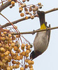 20140307 0645VRAw [TR] Paternosterbaum, Gelbsteissbülbül (Pynonotus xanthopygos), Manavgat