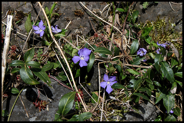 Vinca minor- Petite Pervenche