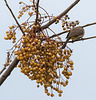 20140307 0643VRAw [TR] Paternosterbaum, Gelbsteissbülbül (Pynonotus xanthopygos), Manavgat