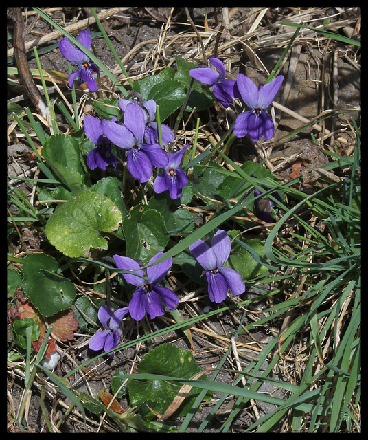 viola odorata