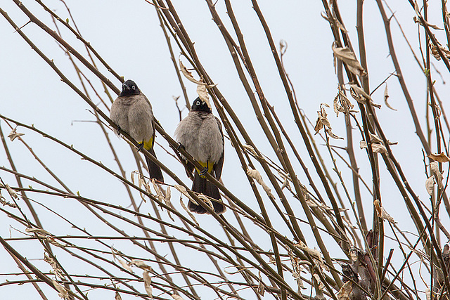 20140307 0640VRAw [TR] Gelbsteissbülbül (Pynonotus xanthopygos), Manavgat