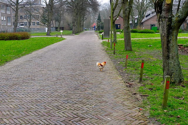 Another chicken crosses the road