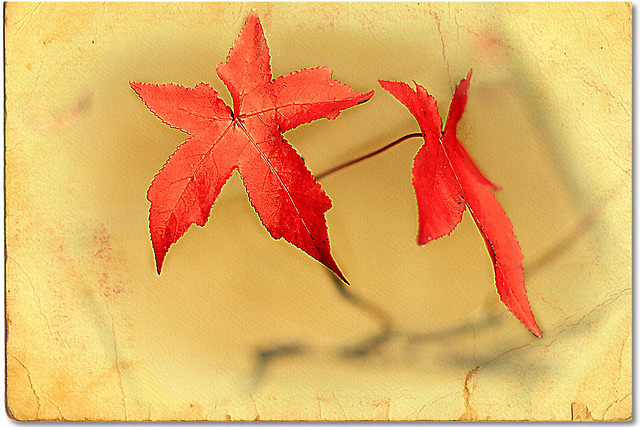 Red leaves