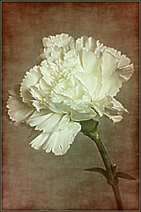 Carnation