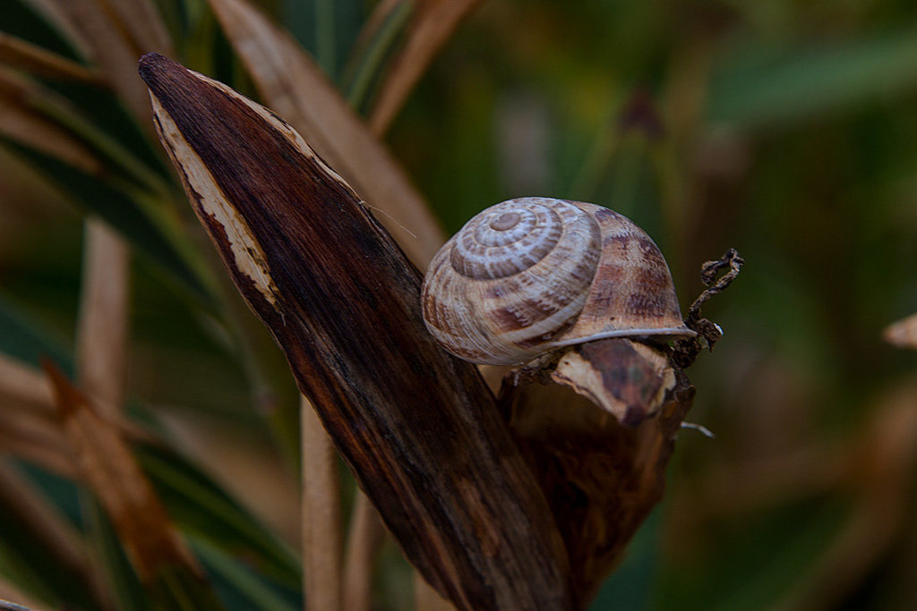 20140307 0634VRAw [TR] Gartenbänderschnecke, Manavgat