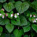 20090801-P1270057 Begonia crenata Dryand.