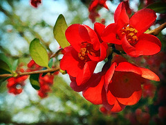 Red Blossoms