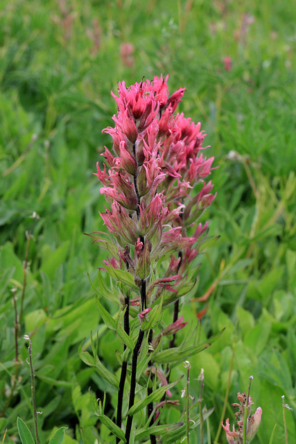 Magenta Paintbrush