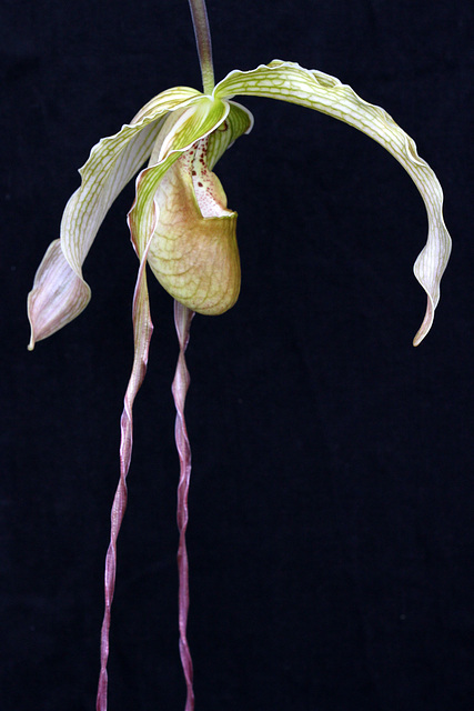 Phragmipedium Grande