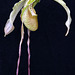 Phragmipedium Grande