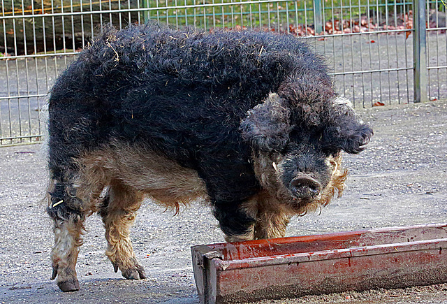 20140214 0142VAw [D-OB] Ungarisches Wollschwein, [Mangalica-Schwein], Kaisergarten, Oberhausen