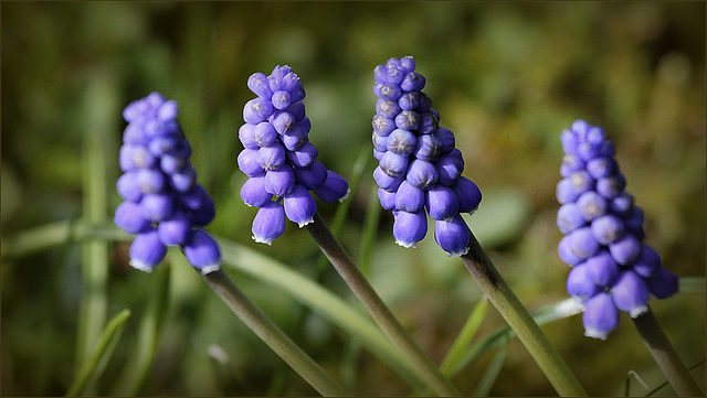 Muscari