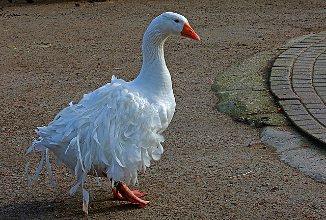 20140214 0135VAw [D-OB] Hausgans, Kaisergarten, Oberhausen