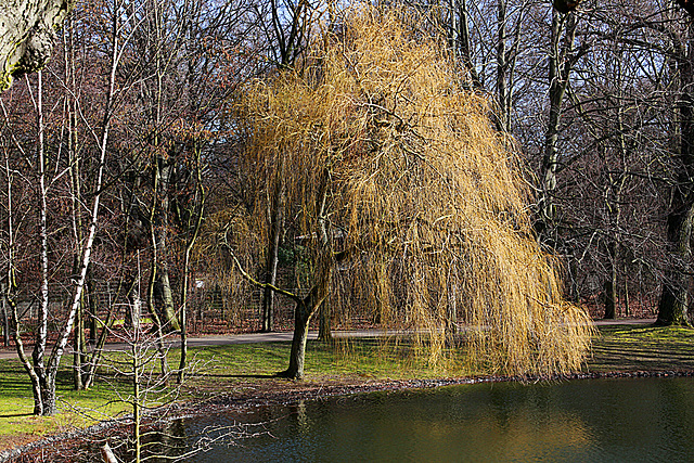 20140214 0134VAw [D-OB] Trauerweide, Kaisergarten, Oberhausen