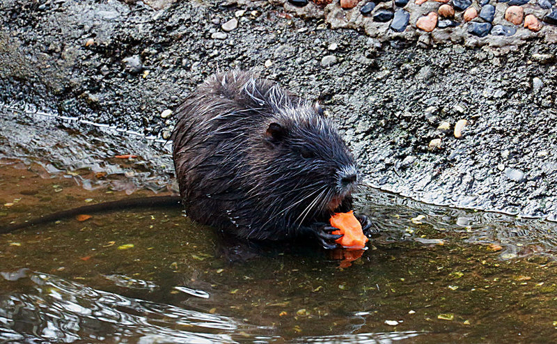 20140214 0133VAw [D-OB] Nutria (Myocastor coypus) [Sumpfbiber], Kaisergarten, Oberhausen