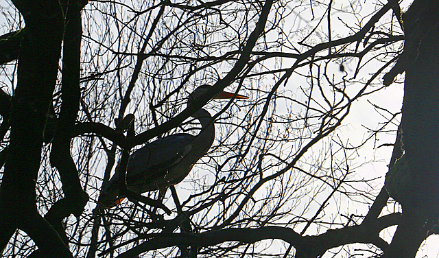 20140214 0130VAw [D-OB] Graureiher, Kaisergarten, Oberhausen