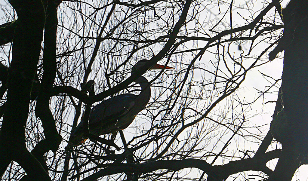 20140214 0130VAw [D-OB] Graureiher, Kaisergarten, Oberhausen