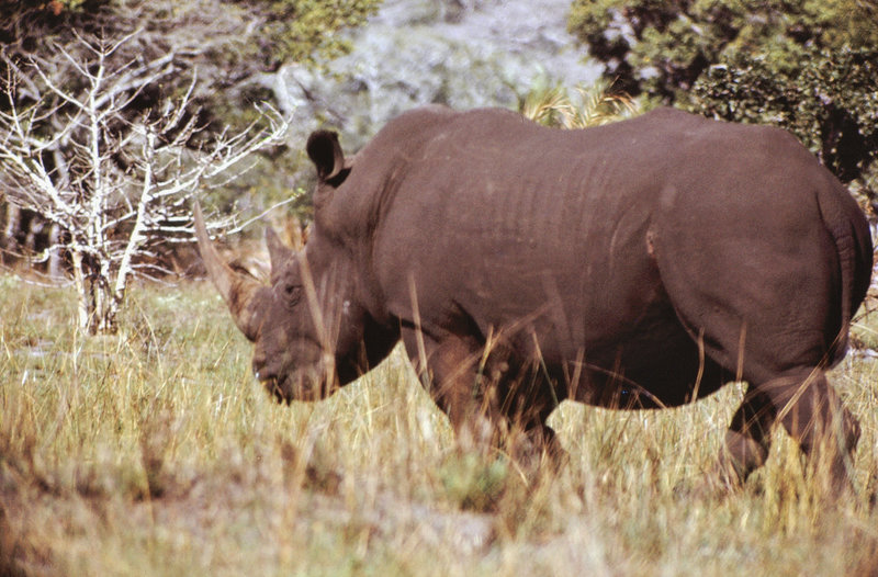 East Africa 1973 - Alone, and very much by himself