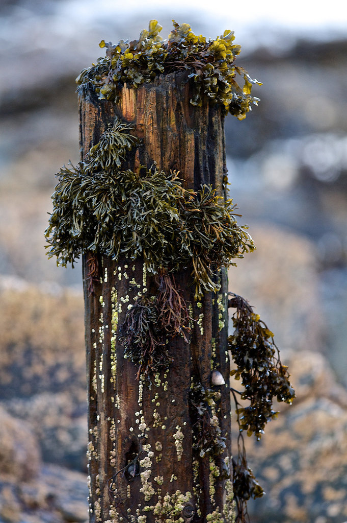 Old post with seaweed