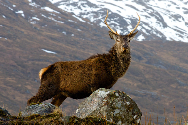 Stag - Tomdoun