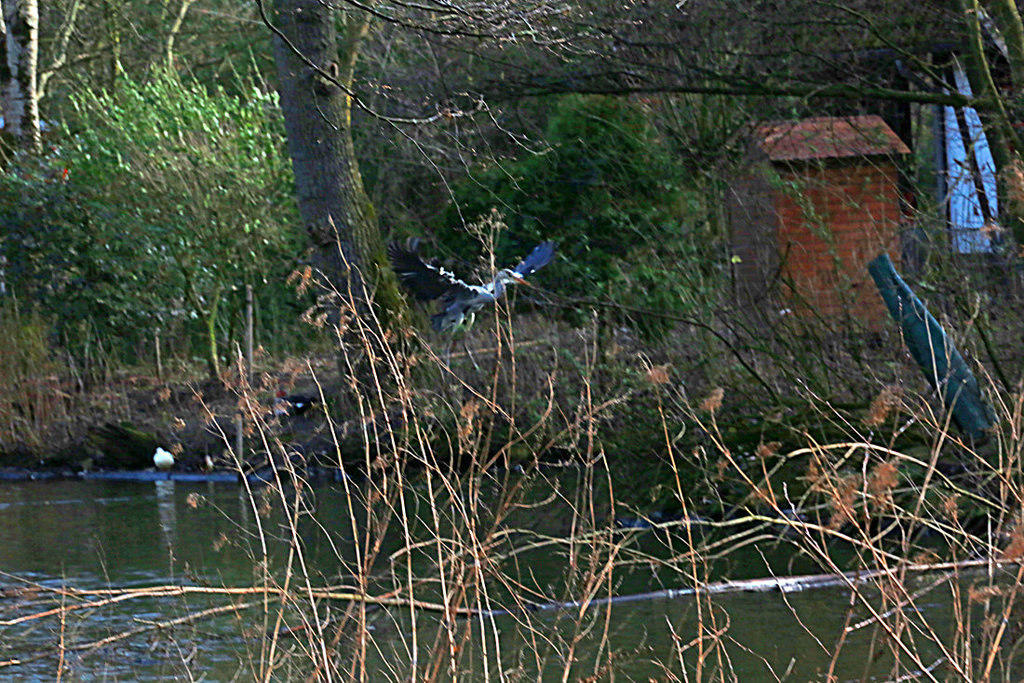 20140214 0128VAw [D-OB] Graureiher (Andrea cinerea), Kaisergarten, Oberhausen