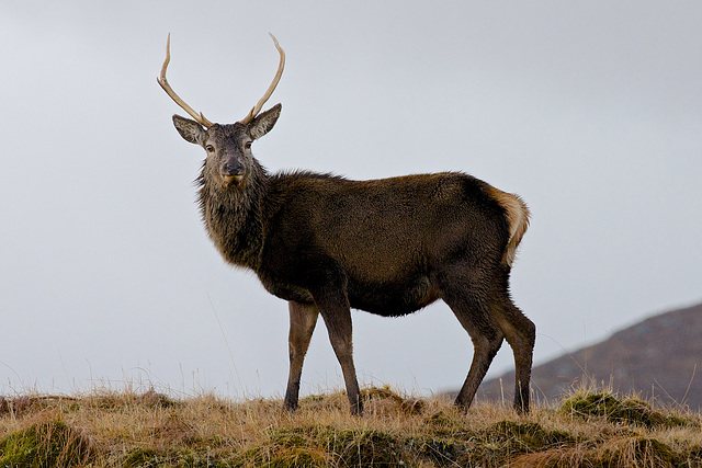 Stag - Tomdoun