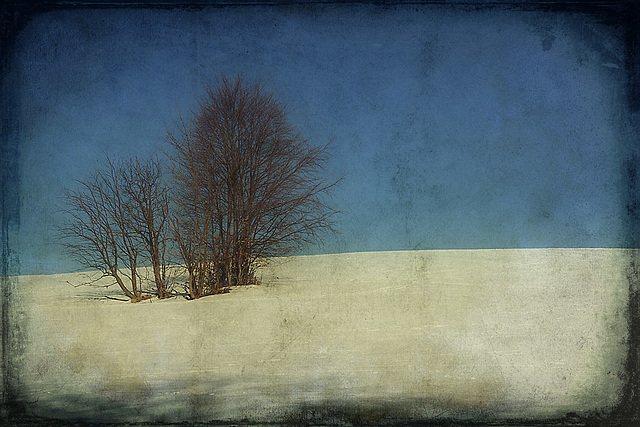 Winter Field