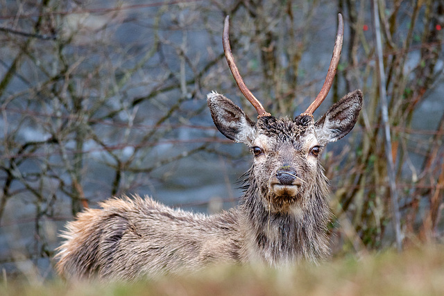 Resting Stag - Tomdoun