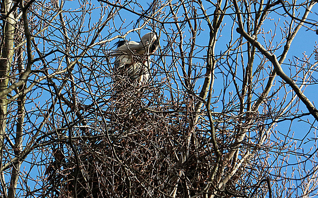 20140214 0126VAw [D-OB] Graureiher, Kaisergarten, Oberhausen