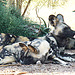 African wild dogs resting in shade