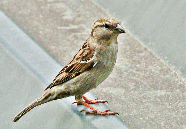 Sparrow