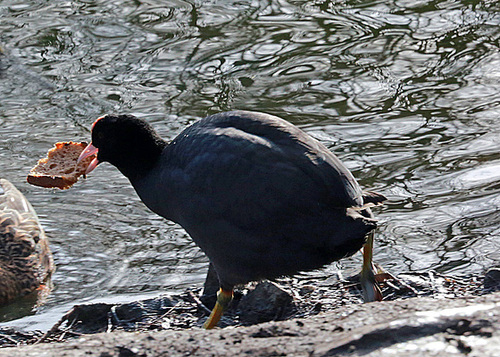 20140214 0120VAw [D-OB] Blässhuhn (Fulica atra), Kaisergarten, Oberhausen