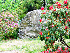 Large rock and Azaleas