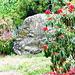 Large rock and Azaleas